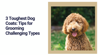 5 Toughest Dog Coats: Tips for Grooming Challenging Types