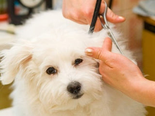 Keeping Your Pooch Primped and Pampered: Dog Grooming Tips for the Summer - Sharperedges Scissors