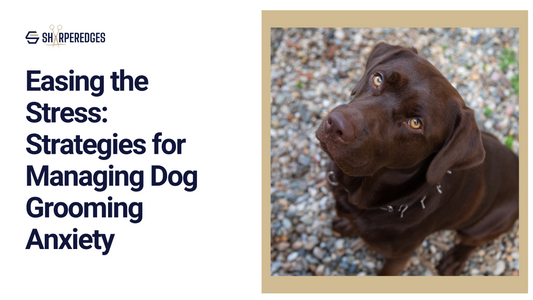 Easing the Stress: Strategies for Managing Dog Grooming Anxiety