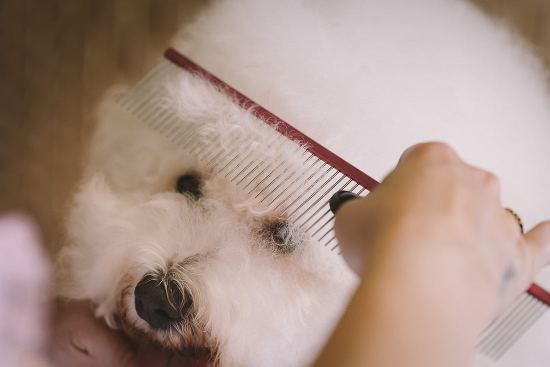 Mastering the Art of Dog Grooming: 5 Habits for a Pawsitively Perfect Experience