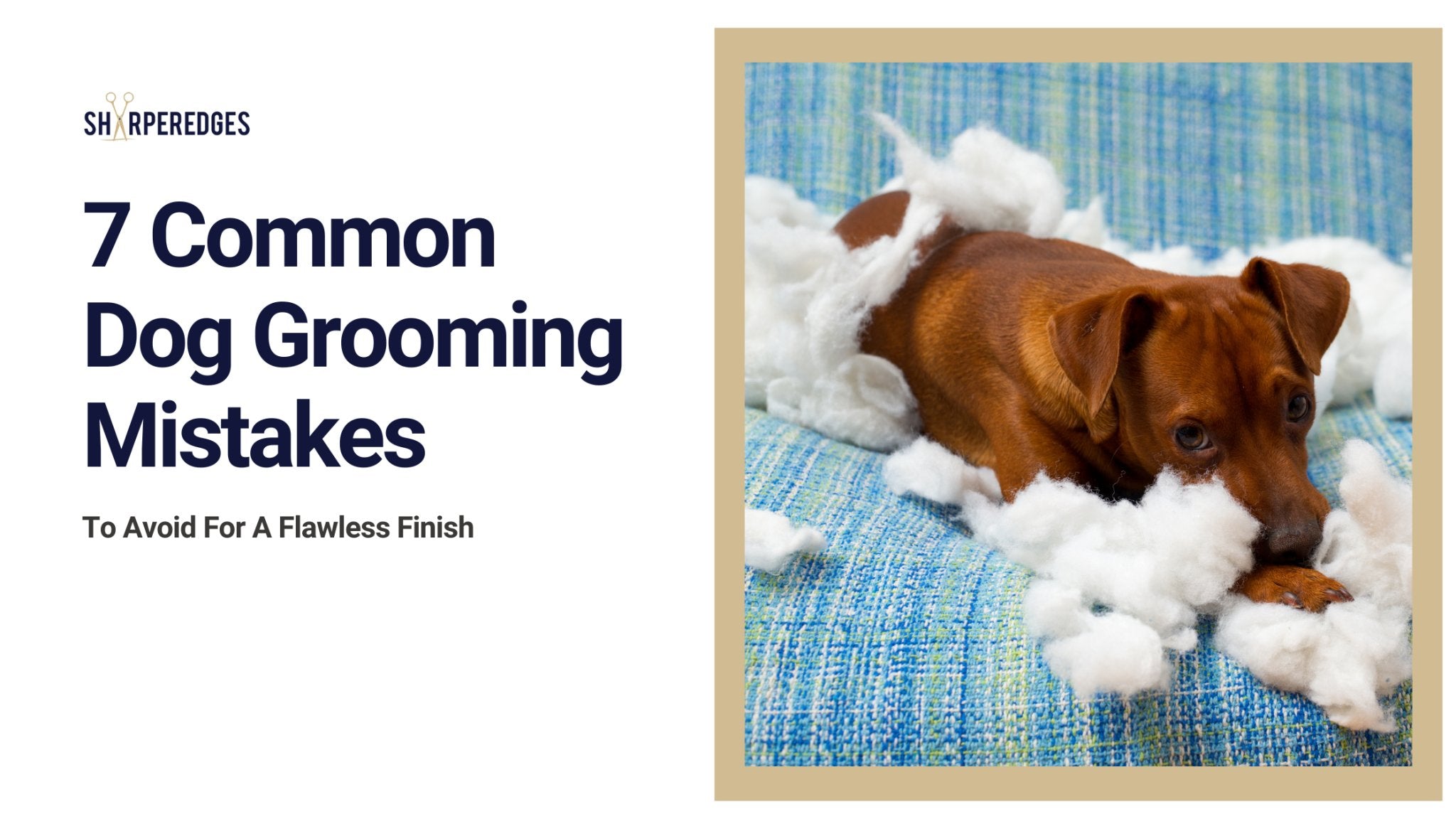 7 Common Dog Grooming Mistakes to Avoid for a Flawless Finish ...