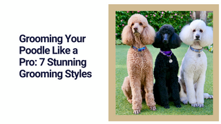 Grooming Your Poodle Like a Pro: 7 Stunning Grooming Styles ...