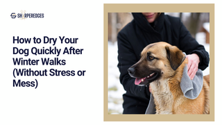 How to Dry Your Dog Quickly After Winter Walks (Without Stress or Mess)