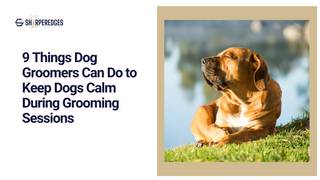 9 Things Dog Groomers Can Do to Keep Dogs Calm During Grooming Sessions