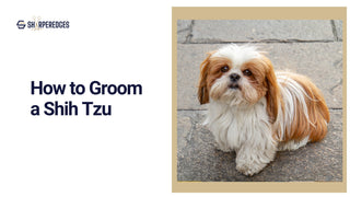 How to Groom a Shih Tzu - Sharperedges Scissors