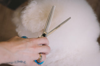 Mastering the Art of Dog Grooming: Top 3 Mistakes to Avoid - Sharperedges Scissors