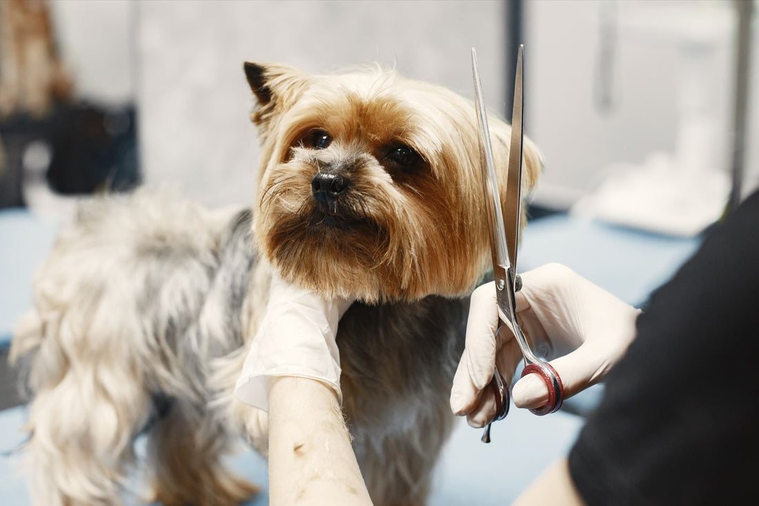 Exploring the Latest Dog Grooming Trends