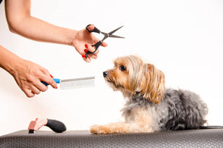 Spring Grooming Tips for Dog Groomers: Taking Care of Your Tools - Sharperedges Scissors