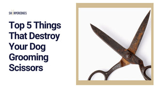 Top 5 Things That Destroy Your Dog Grooming Scissors - Sharperedges Scissors